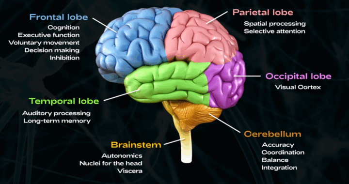 AgileMalta-Team-Work-Like-Brain
